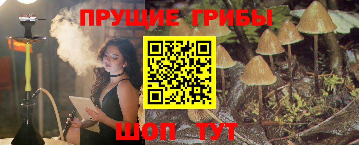 Псилоцибиновые грибы Psilocybine cubensis Железногорск